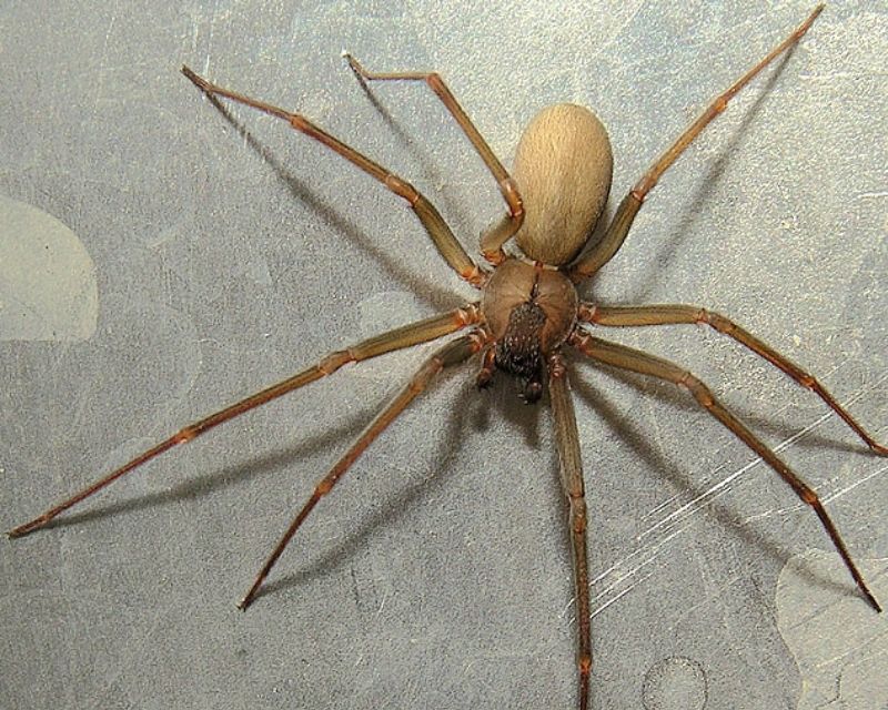 nhen-bo-vao-nha-4